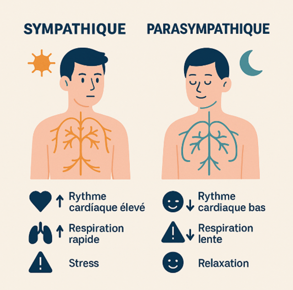 rythme sympathique parasympathique