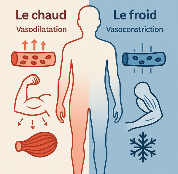 mecanisme chaud froid